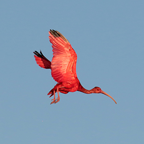 Scarlet Ibis